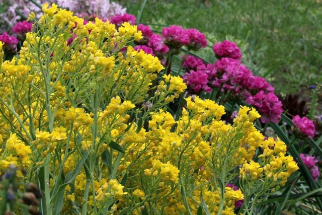 Aurinia saxatilis-alysse corbeille d'or