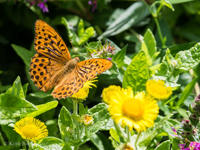 Silver Washed Fritillary