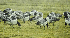 20180402 3313CPw [D~AUR] Weißwangengans (Branta leucopsis), [Nonnengans], Dollart