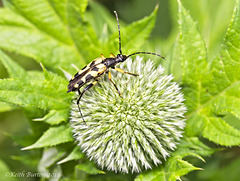 Longhorn Beetle on a Globe Thistle