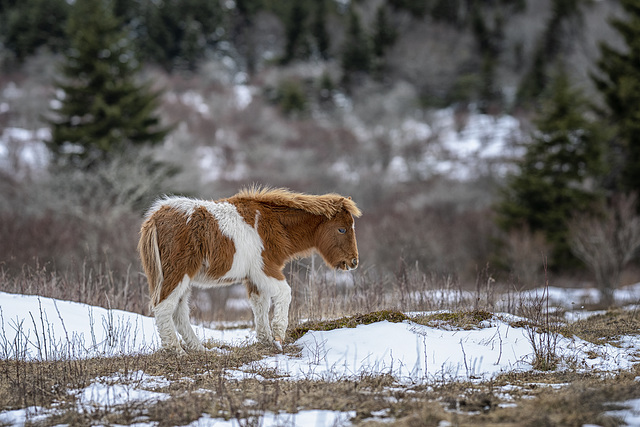 New foal