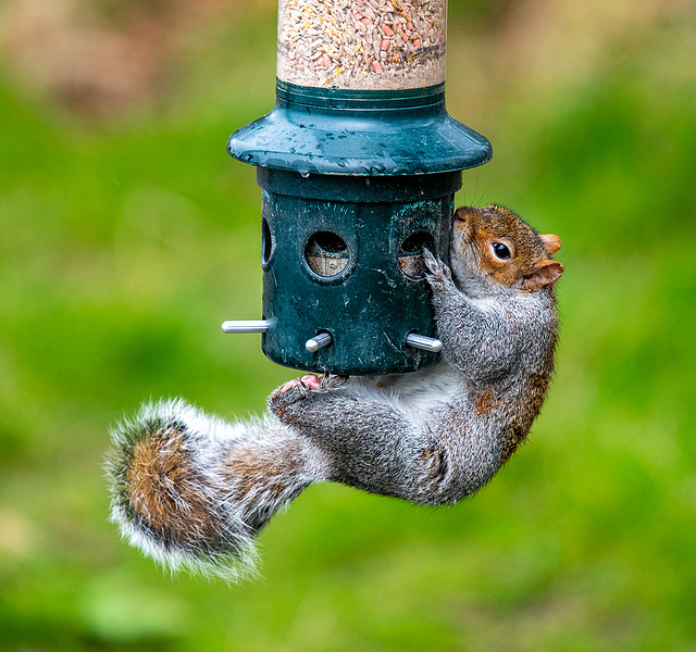 Grey squirrel