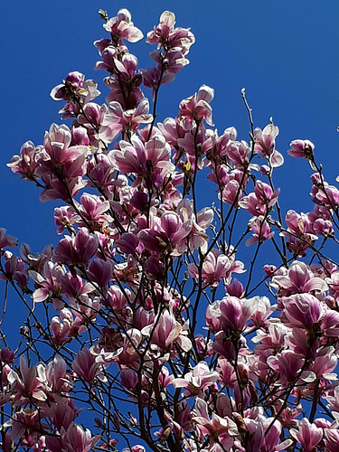 Magnolia
