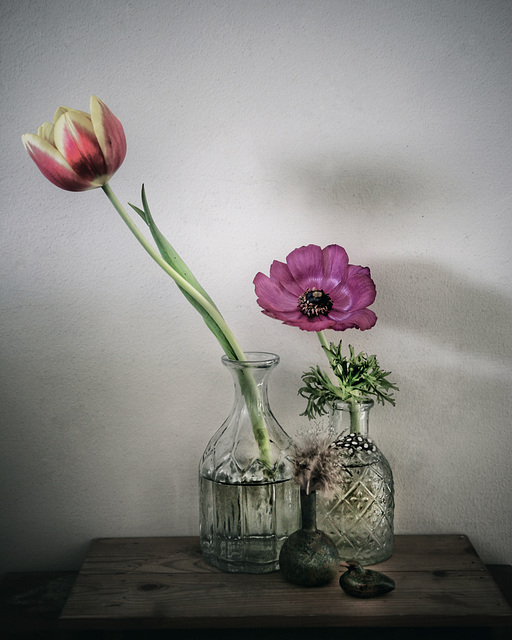 tulip and anenome 3