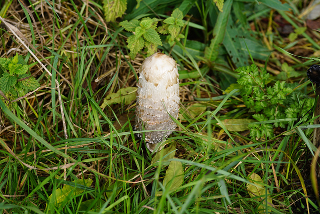 Zeit der Pilze: Schopf-Tintling