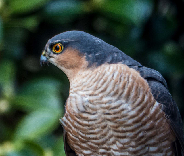 Sparrowhawk close up