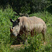 Uganda, White Rhino in Ziwa Rhino Sanctuary
