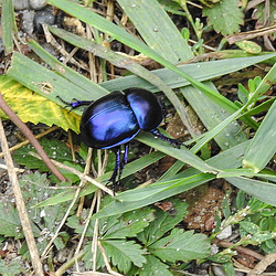 20190905 5827CPw [D~VR] Frühlingsmistkäfer (Geotrupes vernalis), Darßer Ort