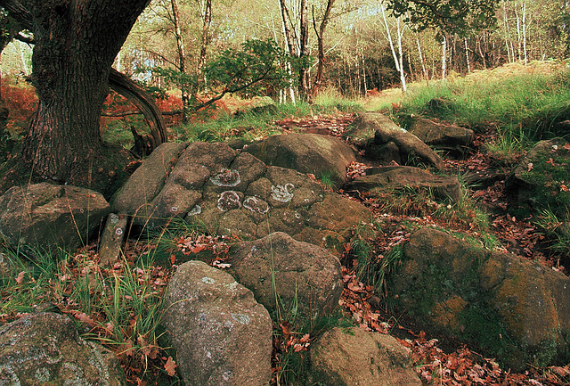 Wildboar Clough - the path through the woods (2 of 9)