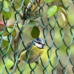 Maille à partir, cette mésange ? Maille à partir, cette mésange ?