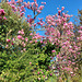 Magnolia In Bloom.