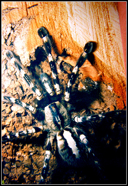 Poecylothera Regalis from sri lanka