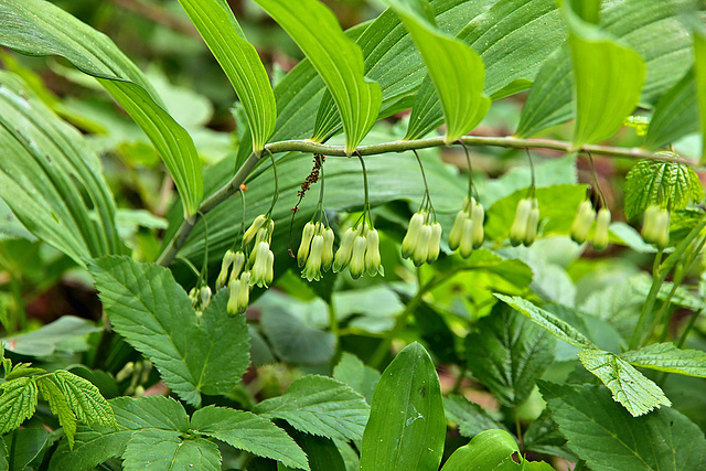 Vielblütige Weisswurz - (Polygonatum multiflorum, Syn. Convallaria multiflora)
