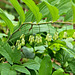 Vielblütige Weisswurz - (Polygonatum multiflorum, Syn. Convallaria multiflora)