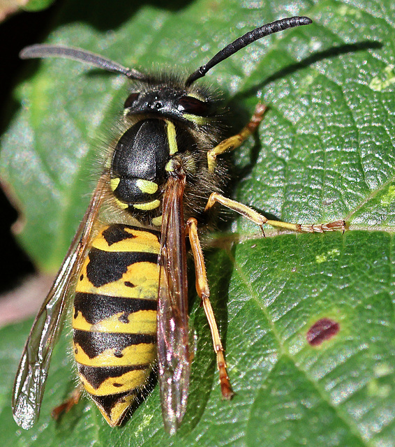 EOS R7 Peter Harriman 12 38 25 9899 commonWasp dpp