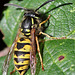 EOS R7 Peter Harriman 12 38 25 9899 commonWasp dpp