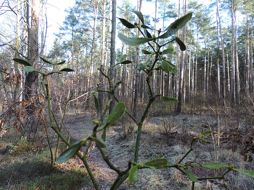 18/365 - Ein Mistelzweig im Kiefernwald