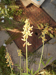 DSCN7090 - Crotalaria lanceolata, Fabaceae