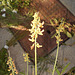 DSCN7090 - Crotalaria lanceolata, Fabaceae