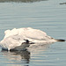 ballet nuptial de goelands marins