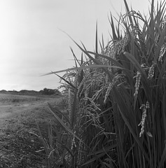 Ears of rice plant