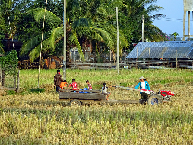 Rice harvest on Don Det, 4 thousand islands , Champasak ,South Laos,