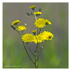 Hawksbeard