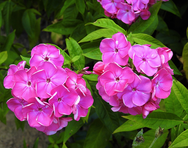 Phlox