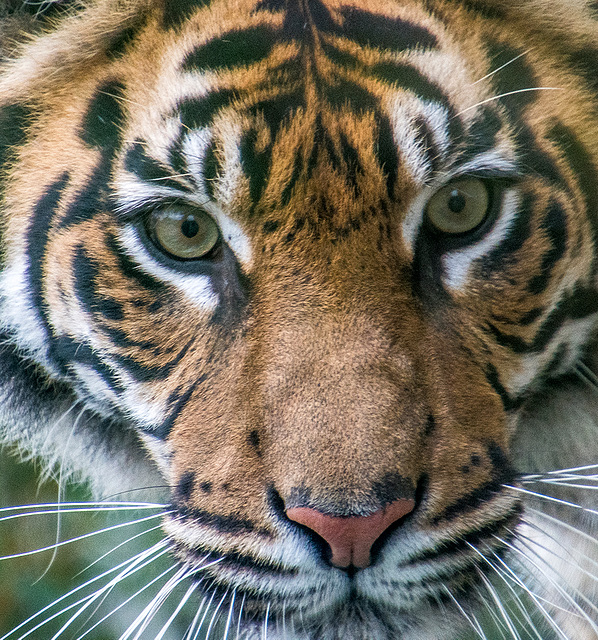 Tigeress close up