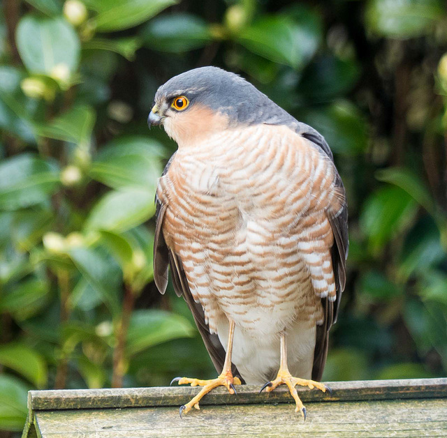 Sparrowhawk pose