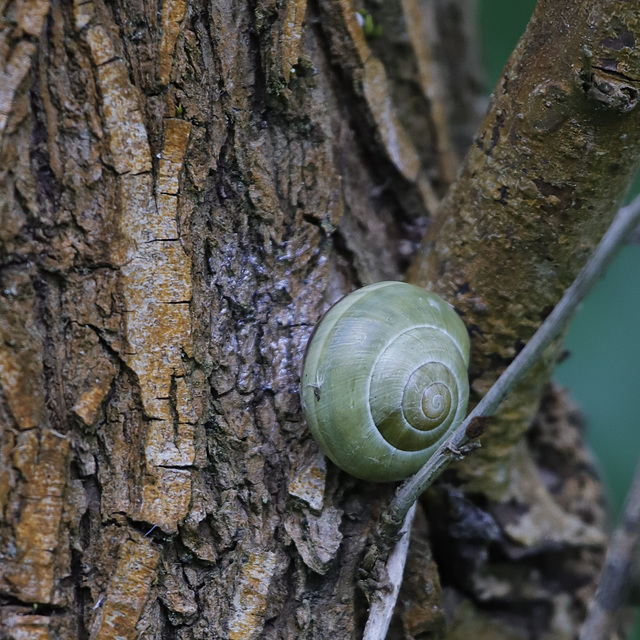 Cagouille verte