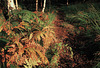 Wildboar Clough - the path through the woods (3 of 9)