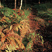 Wildboar Clough - the path through the woods (3 of 9)