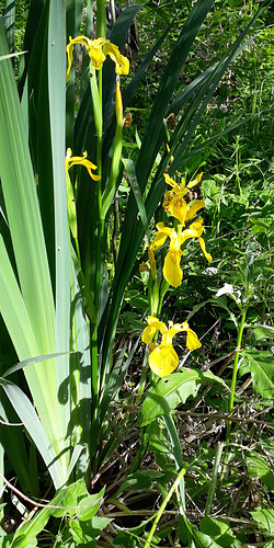Sumpf-Schwertlilie (Iris pseudacorus)