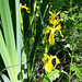 Sumpf-Schwertlilie (Iris pseudacorus)