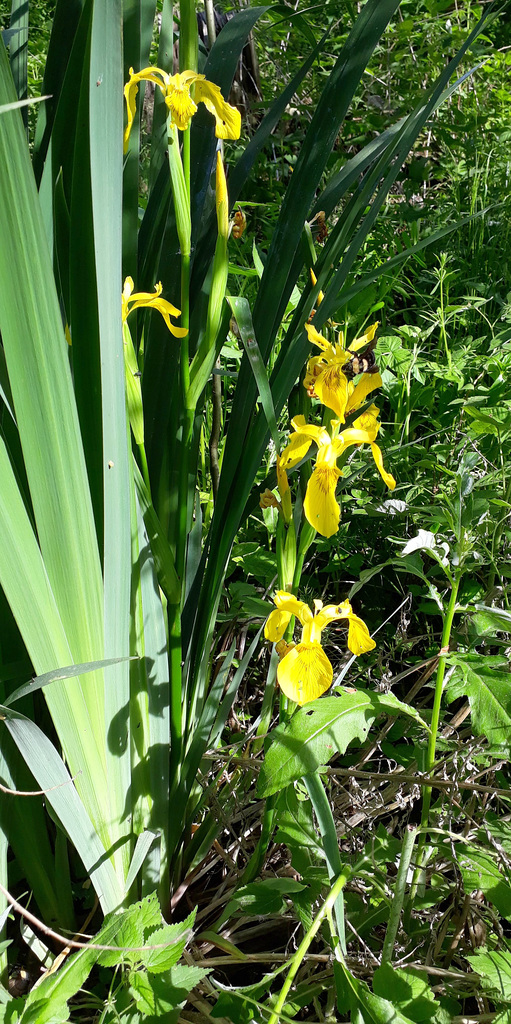 Sumpf-Schwertlilie (Iris pseudacorus)