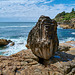 Bondi to Bronte coastal walk