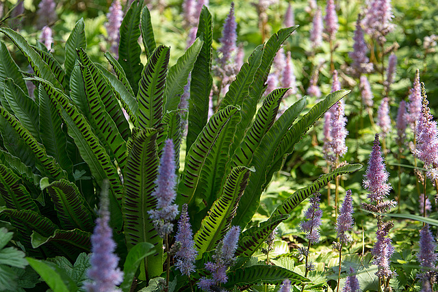 20140801 4421VRAw [D~E] Hirschzungenfarn, Gruga-Park, Essen