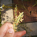 DSCN7091 - Crotalaria lanceolata, Fabaceae