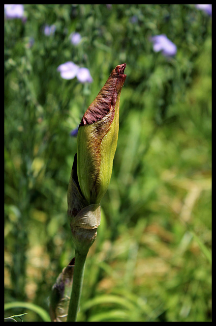 Plicata ancien (2)
