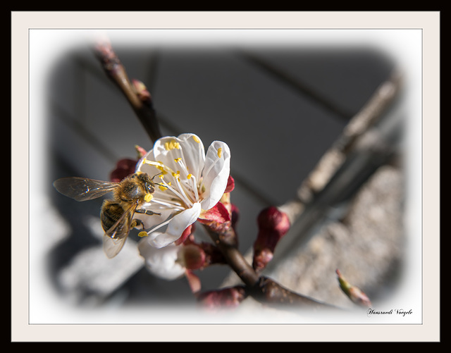 Biene auf der Aprikosenblüte