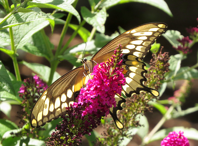 Giant Swallowtail (Papilio Cresphontes) Aug. 4th, 2017