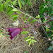 DSC01096 - hibisco ou kenaf Hibiscus cannabinus, Malvaceae