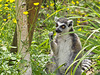 Ring-Tailed Lemur