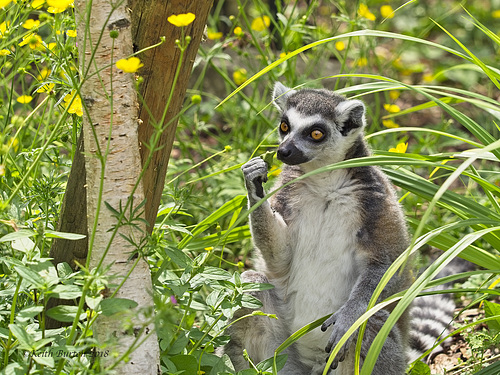 Ring-Tailed Lemur