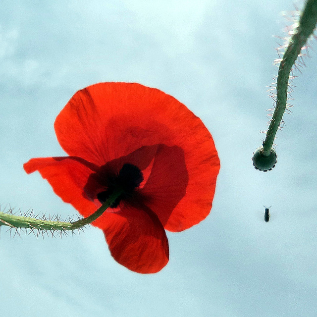 Coquelicots