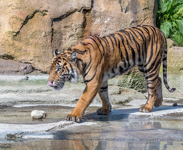 Tigress coming for a drink