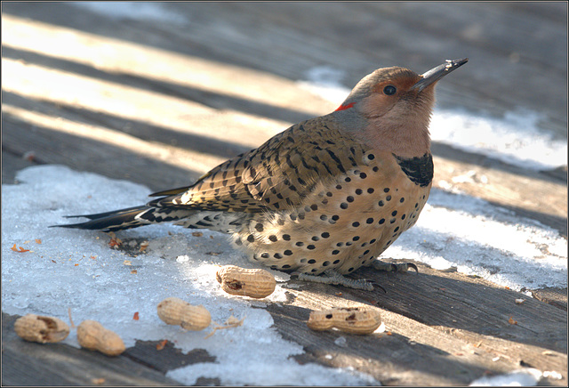 Female flicker, peanut picker