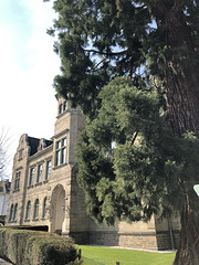 Mammutbaum und altes Verwaltungsgebäude