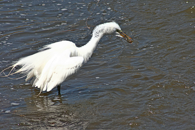 28/50 grande aigrette-great egret